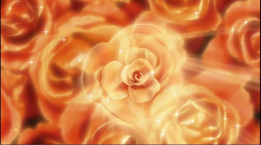  فوتیج گل رز