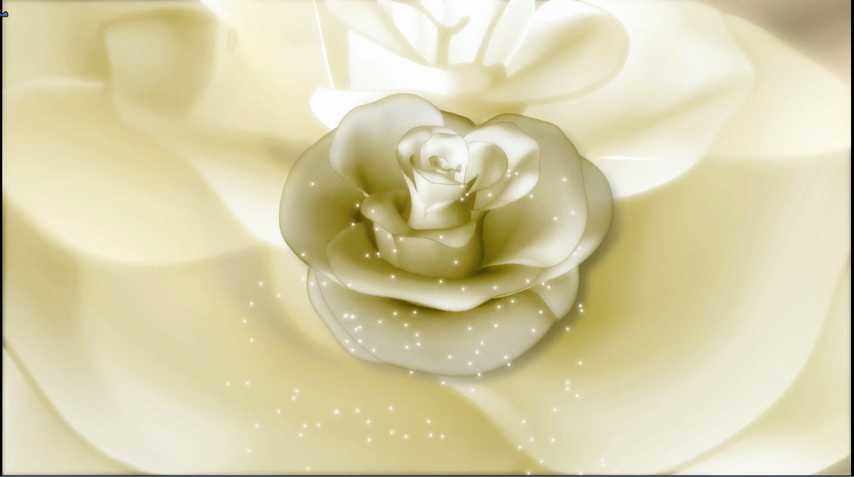  فوتیج گل رز