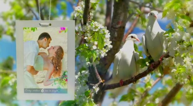 پروژه اماده کبوتر مخصوص عروسی