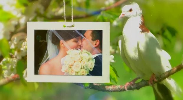 پروژه اماده کبوتر مخصوص عروسی