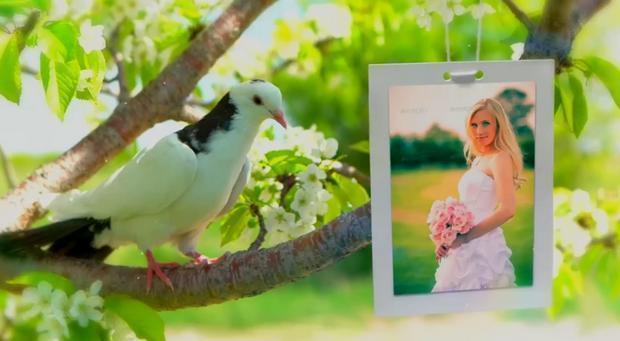 پروژه اماده کبوتر مخصوص عروسی